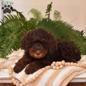 Bubbles, Cavapoo Puppy